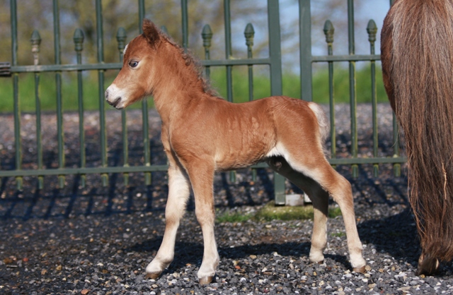 American Miniature Horses zu Verkaufen